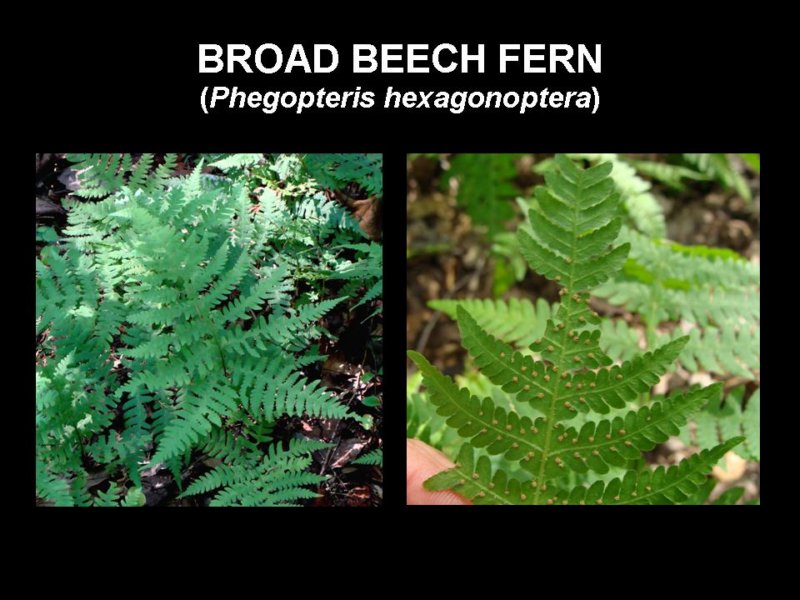 broadbeechfern.jpg