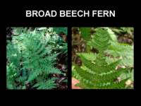 broadbeechfern_small.jpg