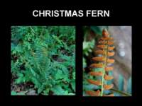 christmasfern_small.jpg