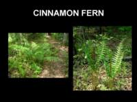 cinnamonfern_small.jpg