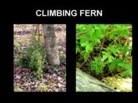 climbingfern_small.jpg