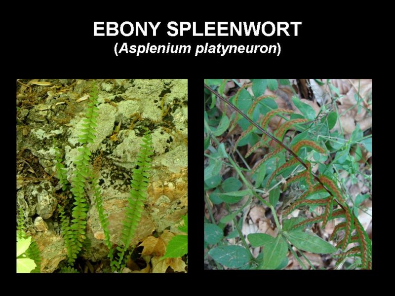 ebonyspleenwort.jpg