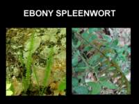 ebonyspleenwort_small.jpg