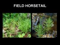 fieldhorsetail_small.jpg