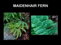 maidenhairfern_small.jpg