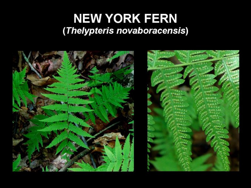 newyorkfern.jpg