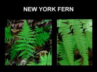 newyorkfern_small.jpg