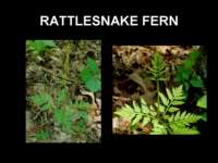rattlesnakefern_small.jpg