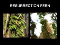 resurrectionfern_small.jpg