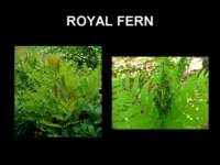 royalfern_small.jpg
