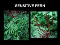 sensitivefern_small.jpg