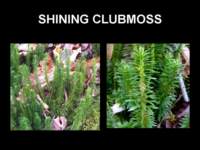 shiningclubmoss_small.jpg