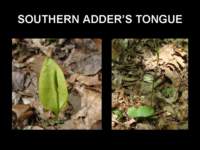 southernadderstongue_small.jpg