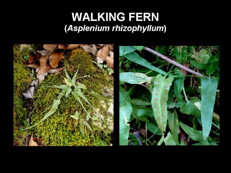 walkingfern.jpg
