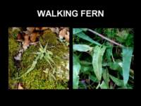walkingfern_small.jpg