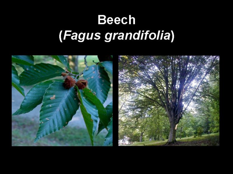 beech.jpg