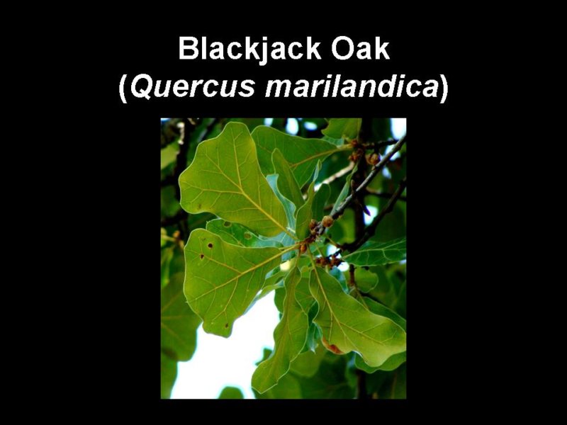 blackjackoak.jpg
