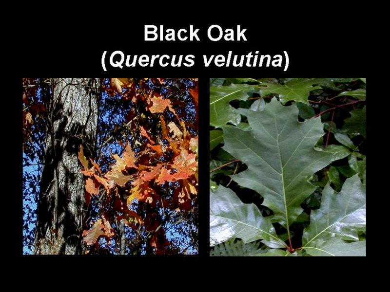 blackoak.jpg