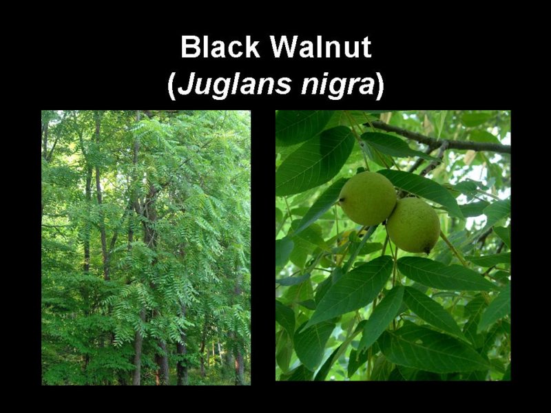 blackwalnut.jpg