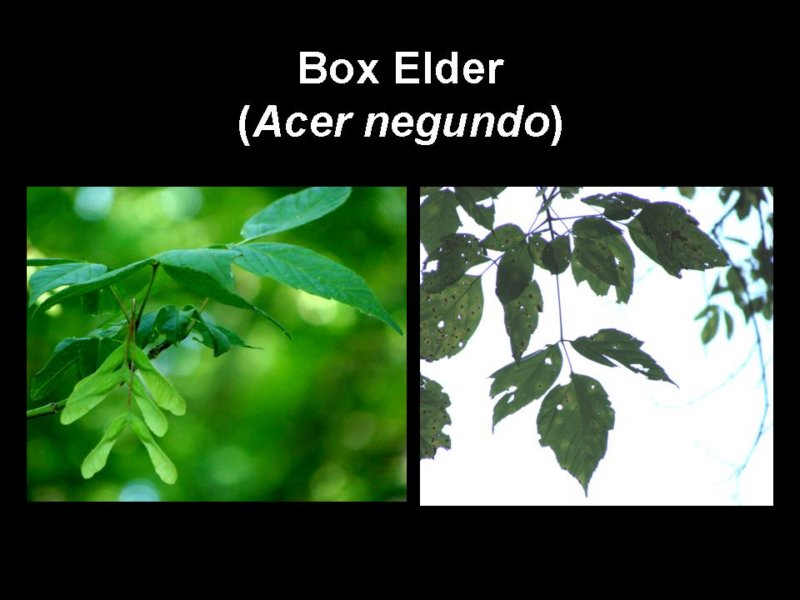boxelder.jpg
