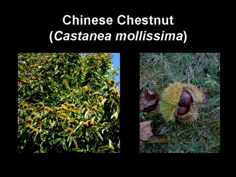 chinesechestnut.jpg