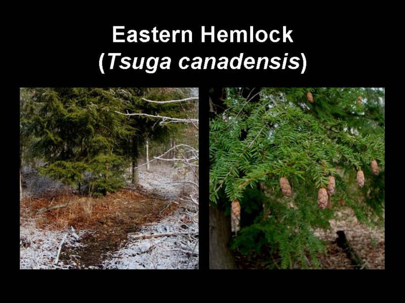 easternhemlock.jpg