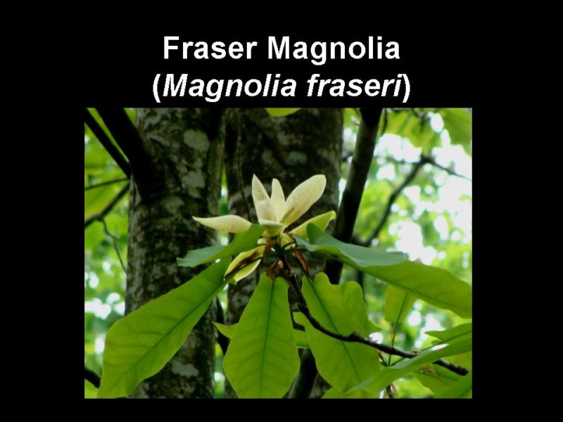 frasermagnolia.jpg