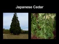 japanesecedar_small.jpg