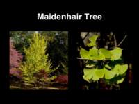 maidenhairtree_small.jpg