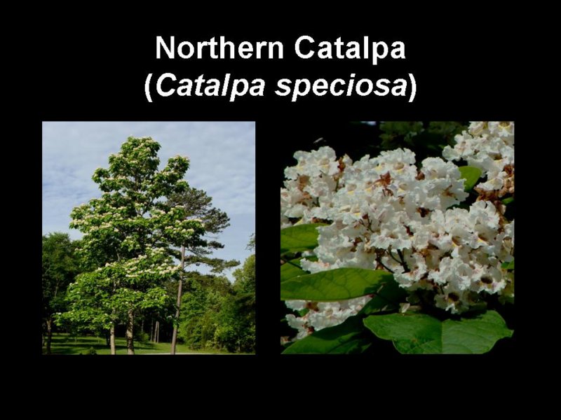 northerncatalpa.jpg
