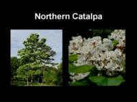 northerncatalpa_small.jpg