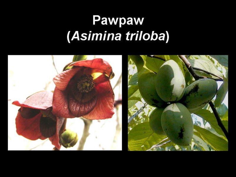 pawpaw.jpg