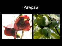 pawpaw_small.jpg