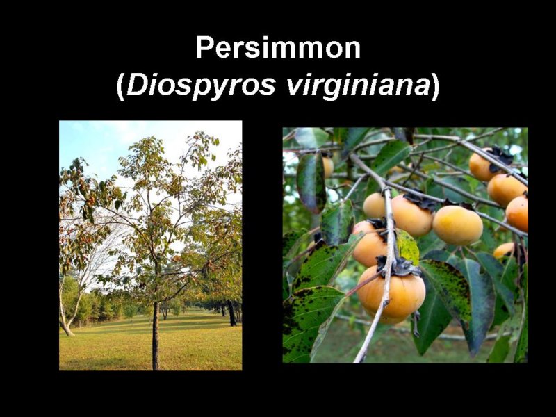persimmon.jpg