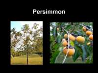 persimmon_small.jpg