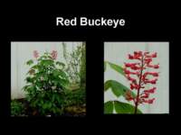 redbuckeye_small.jpg