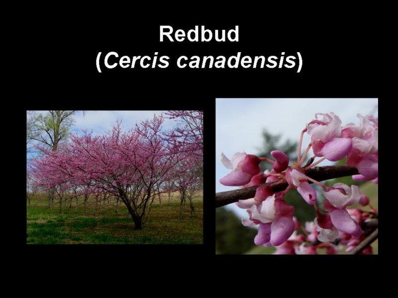 redbud.jpg