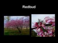 redbud_small.jpg