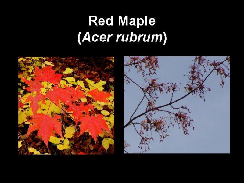 redmaple.jpg