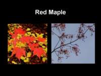 redmaple_small.jpg