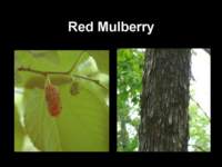 redmulberry_small.jpg