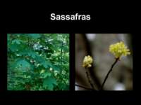 sassafras_small.jpg