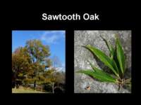 sawtoothoak_small.jpg