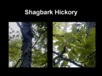 shagbarkhickory_small.jpg