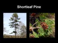 shortleafpine_small.jpg