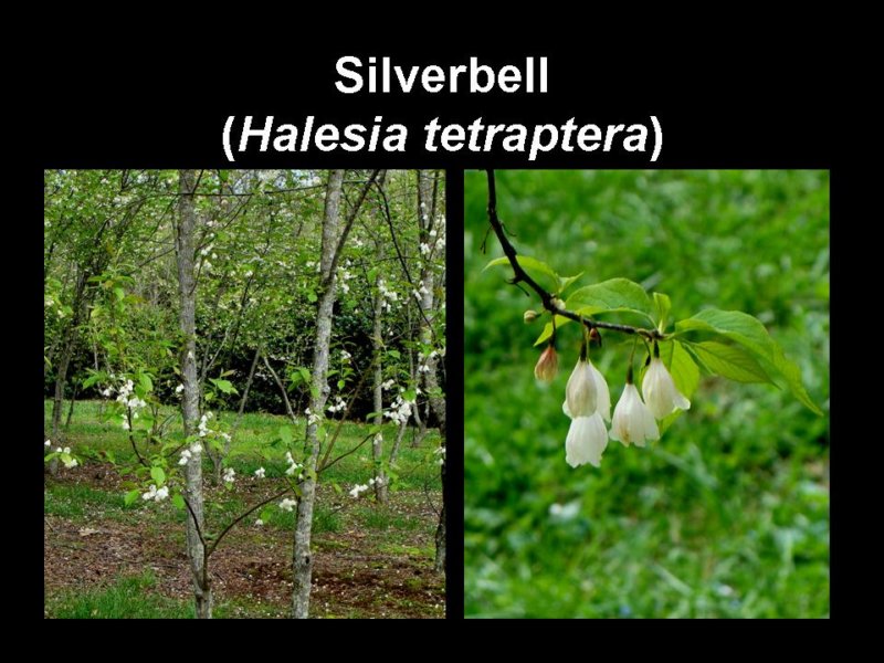 silverbell.jpg