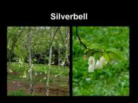 silverbell_small.jpg