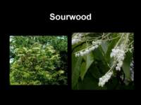 sourwood_small.jpg