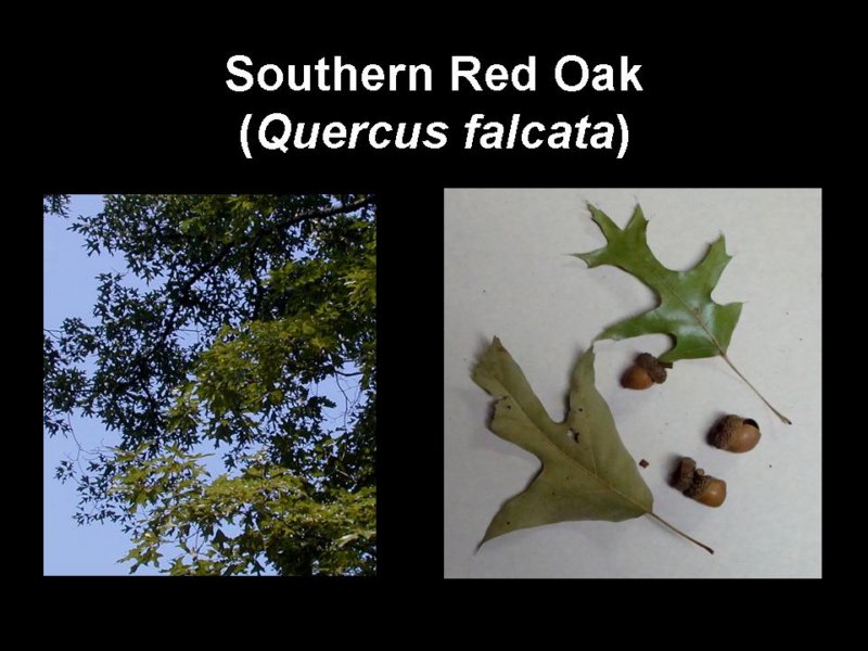 southernredoak.jpg