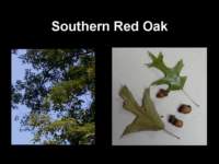southernredoak_small.jpg